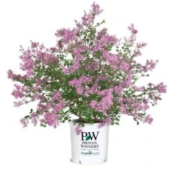 Bloomerang® Lilac Shrub -Plant Sales Store Bloomerang Lilac Shrub 8 5G