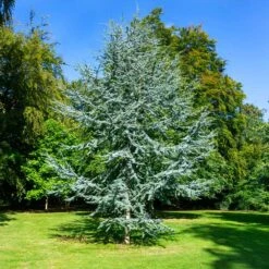 Blue Atlas Cedar Tree -Plant Sales Store Blue Atlas Cedar 2