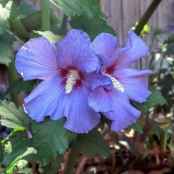 Azurri Blue Satin® Rose Of Sharon Althea Tree -Plant Sales Store Blue Satin Rose Of Sharon Tree 2