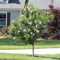 Azurri Blue Satin® Rose Of Sharon Althea Tree -Plant Sales Store Blue Satin Rose Of Sharon Tree 3