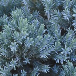 Blue Star Juniper Shrub 7 Blue Star Juniper Shrub -Plant Sales Store Blue Star Juniper 2