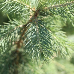 Blue Wonder Spruce Tree -Plant Sales Store Blue Wonder Spruce 3 FGT