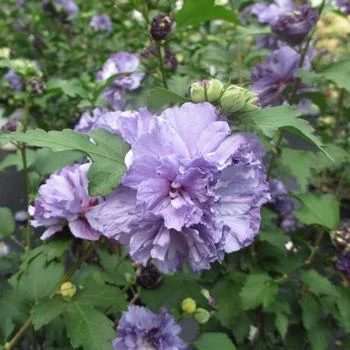 Blueberry Smoothie™ Rose Of Sharon Althea Tree 1 Blueberry Smoothie™ Rose Of Sharon Althea Tree