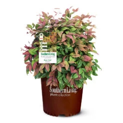 Blush Pink™ Nandina Shrub 11 Blush Pink™ Nandina Shrub -Plant Sales Store Blush Pink Nandina 6