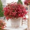 Blush Pink™ Nandina Shrub