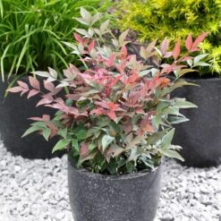 Blush Pink™ Nandina Shrub 9 Blush Pink™ Nandina Shrub -Plant Sales Store Blush Pink Nandina FGT 5