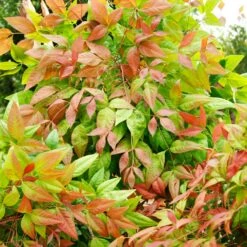 Blush Pink™ Nandina Shrub 12 Blush Pink™ Nandina Shrub -Plant Sales Store Blush Pink Nandina FGT 6