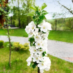 Blushing Delight™ Columnar Apple Tree -Plant Sales Store Blushing Delight Columnar Apple 3