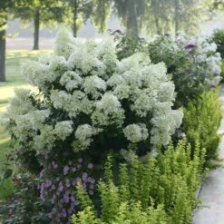 Bobo® Hydrangea Shrub -Plant Sales Store Bobo Hyrangea 2 FGT