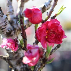 Bonanza Patio Peach Tree -Plant Sales Store Bonanza Peach tree 4 FGT