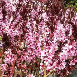 Bonfire Patio Peach Tree -Plant Sales Store Bonfire Peach 3 FGT