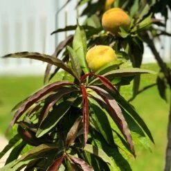 Bonfire Patio Peach Tree -Plant Sales Store Bonfire Peach 7 FGT