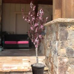 Bonfire Patio Peach Tree -Plant Sales Store Bonfire Peach 9