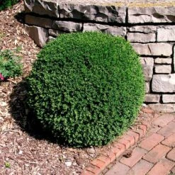 Wintergreen Boxwood Shrub 8 Wintergreen Boxwood Shrub -Plant Sales Store Boxwood Wintergreen 3