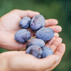 Brooks Plum Tree -Plant Sales Store Brooks Plum 3