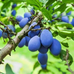 Plant Sales Store -Plant Sales Store Brooks Plum 4