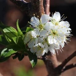 Bubblegum 'Toka' Plum Tree -Plant Sales Store Bubblegum Toka Plum 4