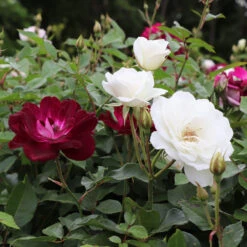 Burgundy Iceberg And Iceberg Two-fer® Rose Tree -Plant Sales Store Burgandy Iceburg ROse Tree 1
