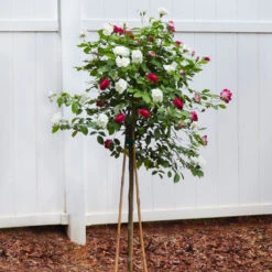 Burgundy Iceberg And Iceberg Two-fer® Rose Tree -Plant Sales Store Burgandy Iceburg ROse Tree 4