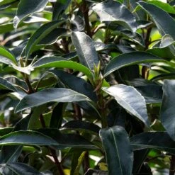 Chindo Sweet Viburnum Shrub -Plant Sales Store CHindo Viburnum 3