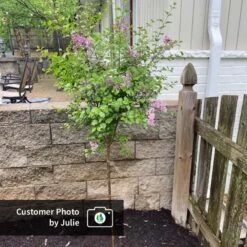 Dwarf Korean Lilac Tree -Plant Sales Store CPB DwarfKoreanLilacTree Julie ugc test