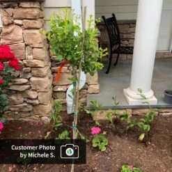 Dwarf Korean Lilac Tree -Plant Sales Store CPB DwarfKoreanLilacTree MicheleS ugc test