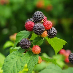 Cumberland Black Raspberry -Plant Sales Store CUmberland Black RAspberry 1 FGT
