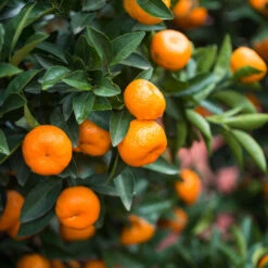 Plant Sales Store -Plant Sales Store Calamondin Bush 3 FGT