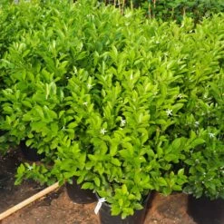 Calamondin Bush -Plant Sales Store Calamondin Bush 7