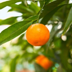 California Honey Mandarin Tree -Plant Sales Store California Mandarin 3
