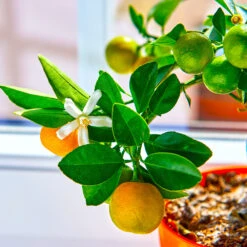 Calamondin Tree -Plant Sales Store Calomondin 5