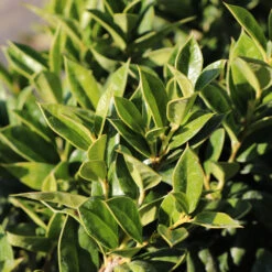 Carissa Holly 5 Carissa Holly -Plant Sales Store Carissa Holly 2