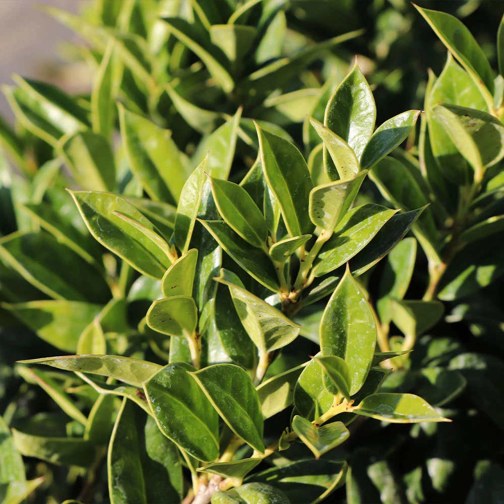 Carissa Holly 3 Carissa Holly - Image 3