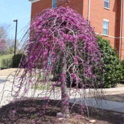 Cascading Hearts Redbud Tree -Plant Sales Store CascadingHEarts Redbud 4