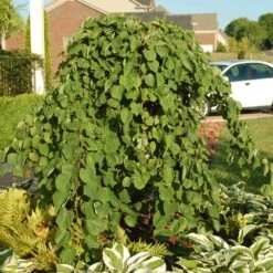 Cascading Hearts Redbud Tree -Plant Sales Store Cascading Hearts Redbud 2