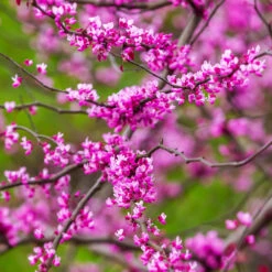 Cascading Hearts Redbud Tree -Plant Sales Store Cascading Hearts Redbud 3
