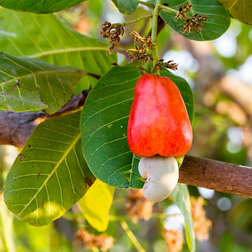Cashew Tree 2 Cashew Tree - Image 2