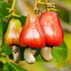 Cashew Tree 11 Cashew Tree -Plant Sales Store Cashew Nut Tree 7