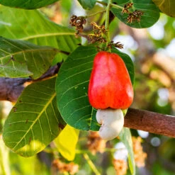 Cashew Tree