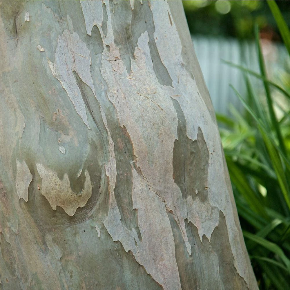 Catawba Crape Myrtle Tree 5 Catawba Crape Myrtle Tree - Image 5