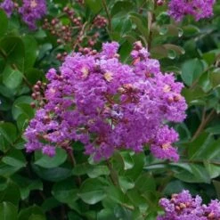 Catawba Crape Myrtle Tree 8 Catawba Crape Myrtle Tree -Plant Sales Store Catawba Crape Myrtle 1 FGT