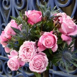 Cathedral Bells Rose -Plant Sales Store Cathedral Bells Rose Tree 2