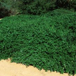 Yankee Point California Lilac 7 Yankee Point California Lilac -Plant Sales Store Ceanothus Yankee Point 5