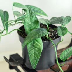 Cebu Blue Pothos -Plant Sales Store Cebu Blue Pothos 1