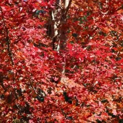 Celebration Maple Tree -Plant Sales Store Celebration Maple 2 FGT