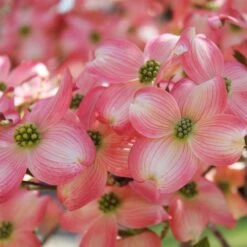 Cherokee Brave Dogwood -Plant Sales Store Cherokee Brave Dogwood 3 FGT