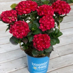 Cherry-Go-Round™ Hydrangea 10 Cherry-Go-Round™ Hydrangea -Plant Sales Store Cherry Go Round Hydrangea 1