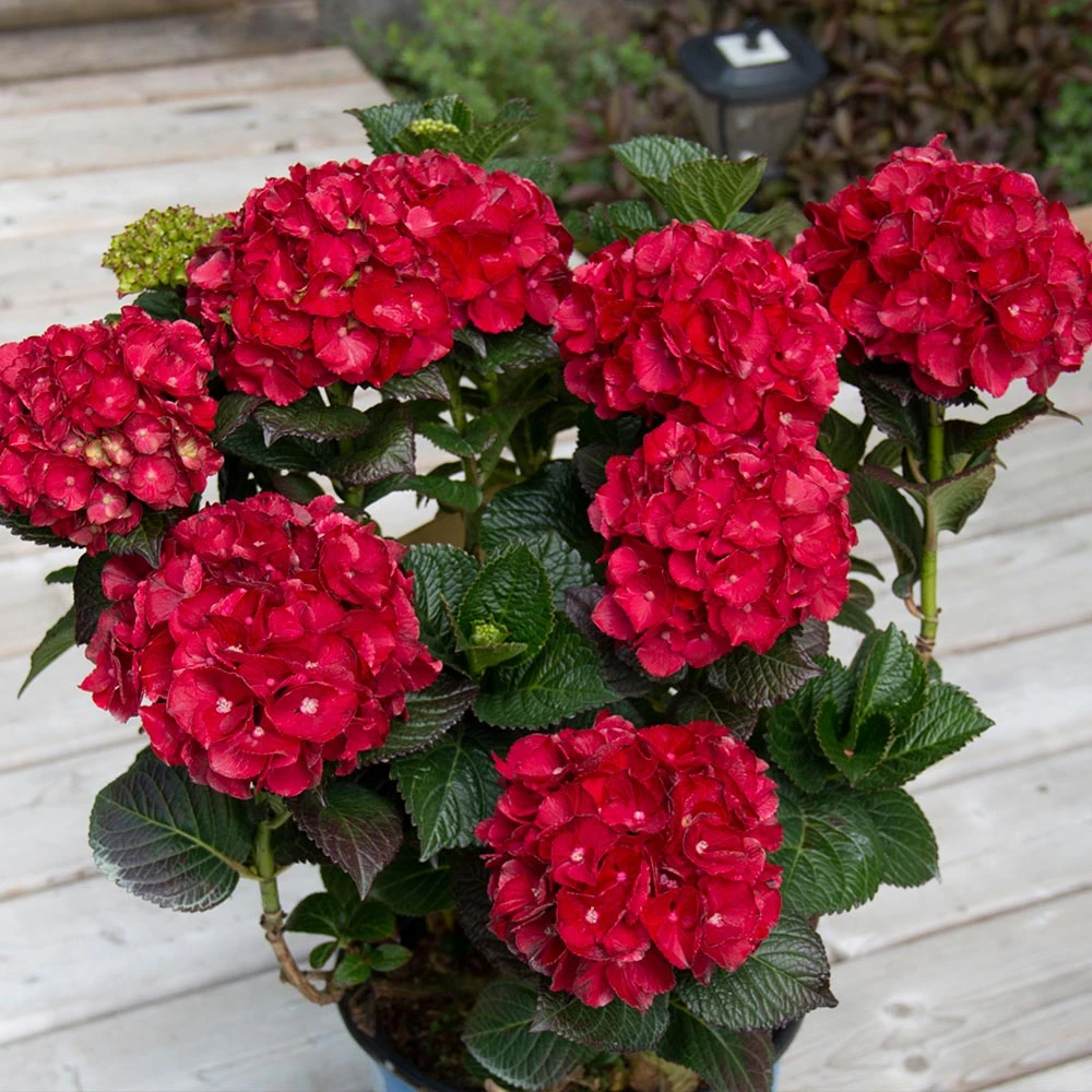 Cherry-Go-Round™ Hydrangea 2 Cherry-Go-Round™ Hydrangea - Image 2
