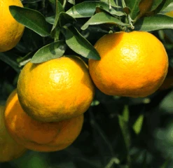 Chinotto Sour Orange Tree -Plant Sales Store Chinotto Sour Orange Tree 450 D1
