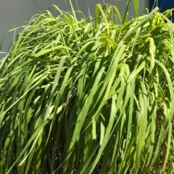 Citronella Grass (Cymbopogon Nardus) -Plant Sales Store Citronella GRass 4 FGT